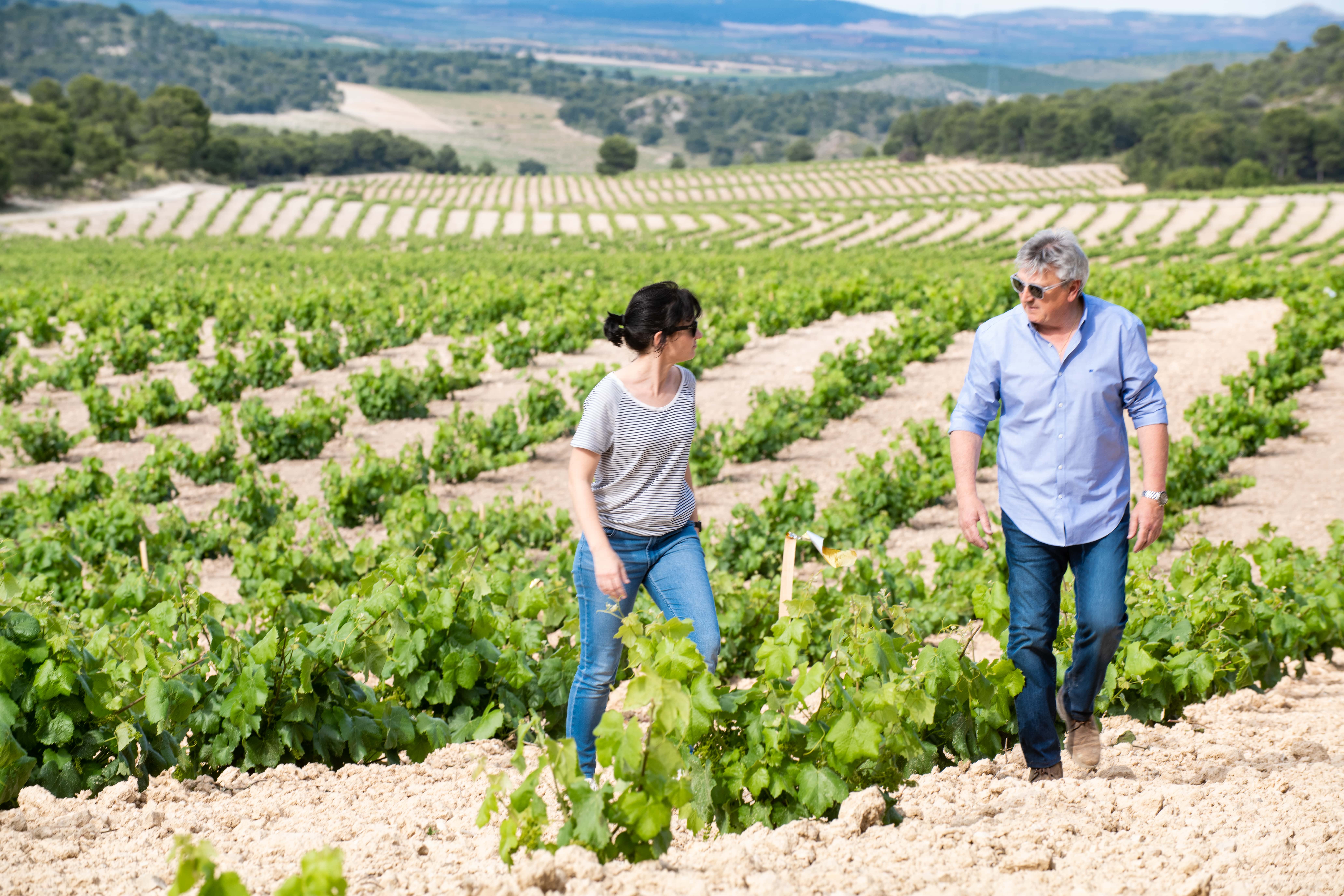 bodegas olivares1.jpg bodegas olivares1.jpg